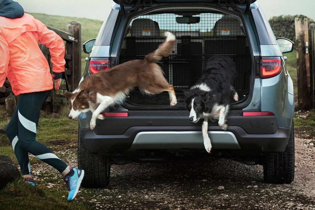 Two dogs jumping out of the rear boot of a car while a person in bright sportswear runs nearby on a rural path