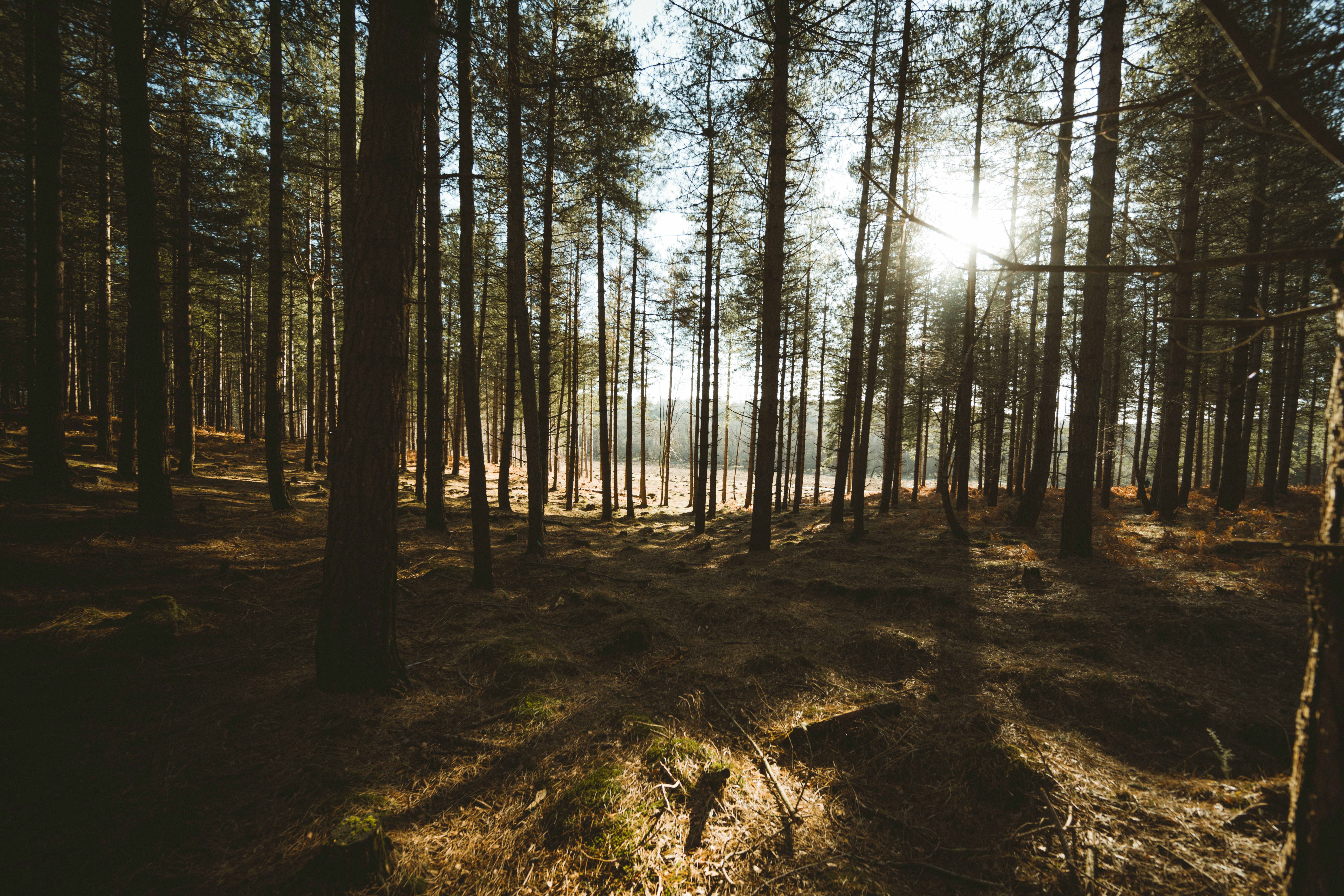 New Forest Image 2